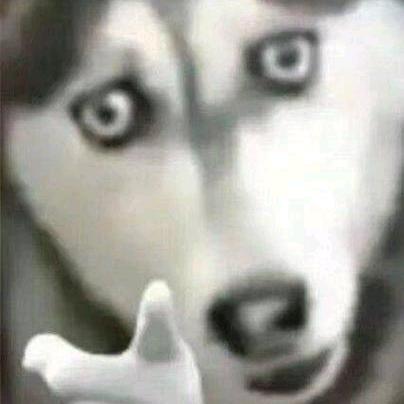 道智