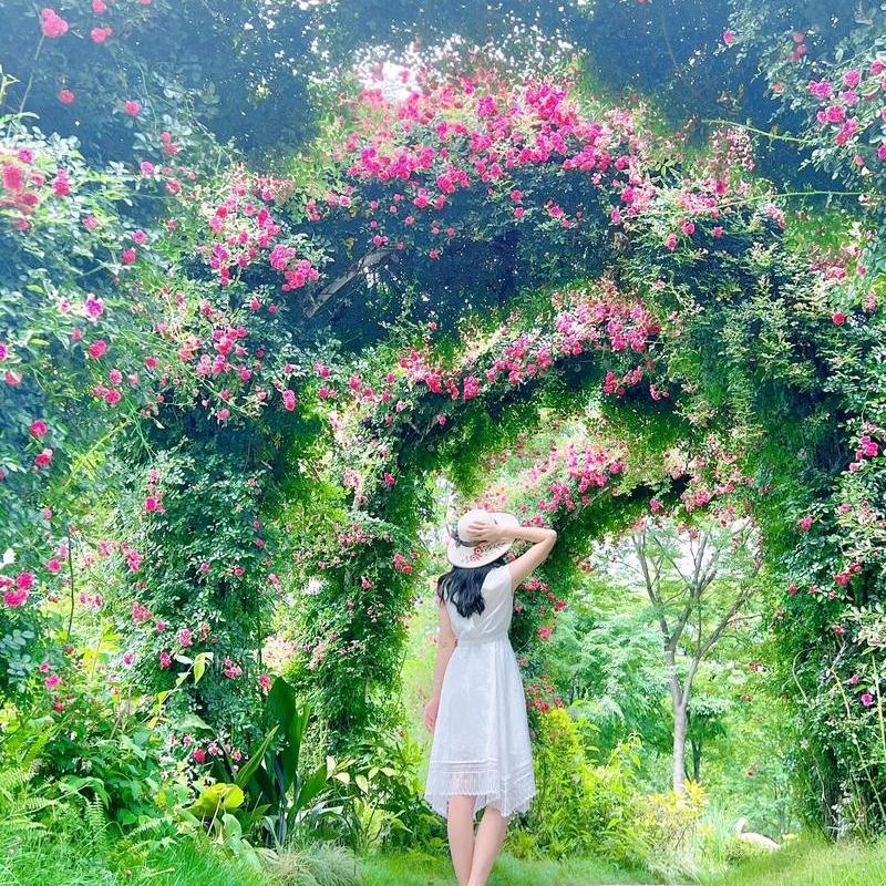 蔷薇（全愈的抑郁症患者）