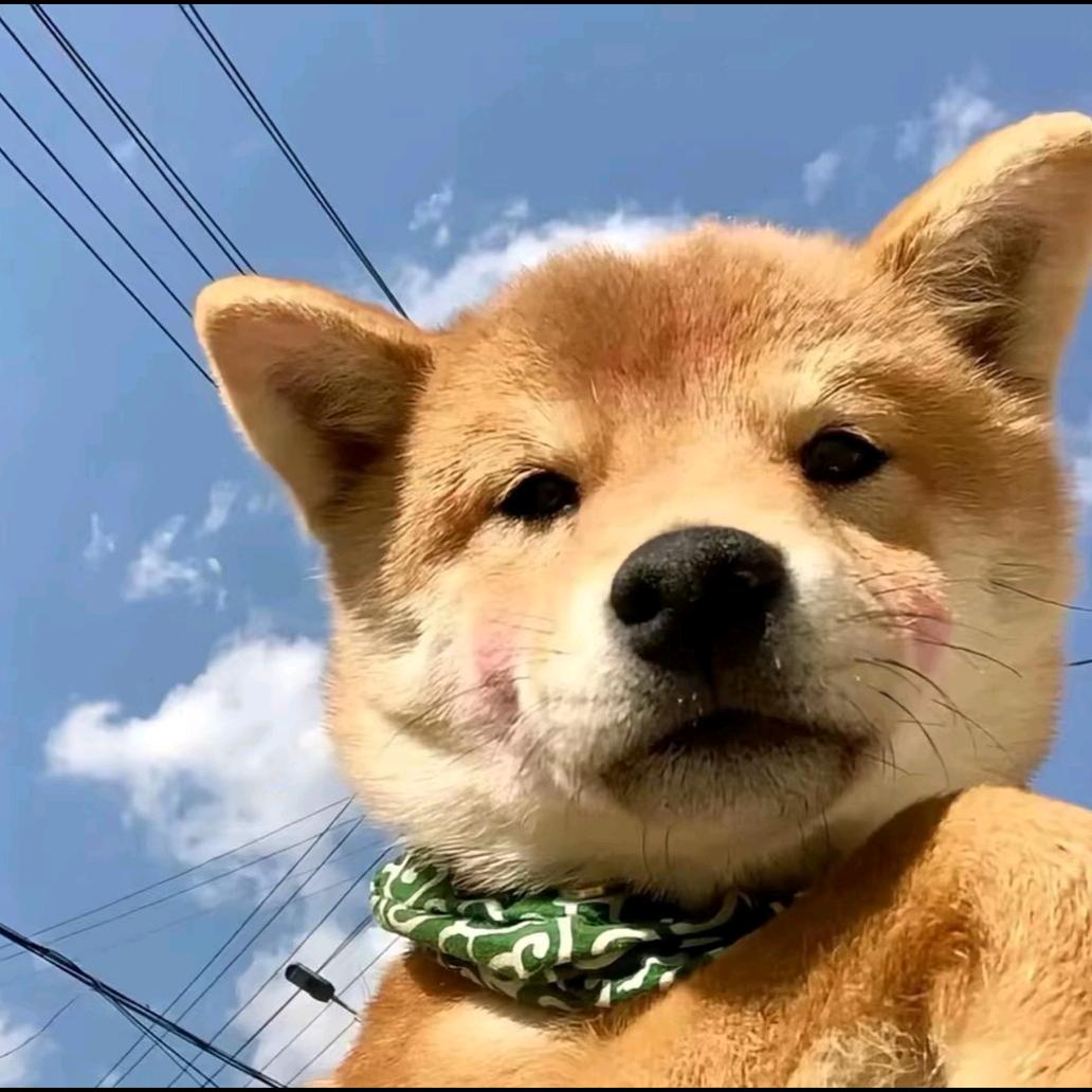 小马睡不醒