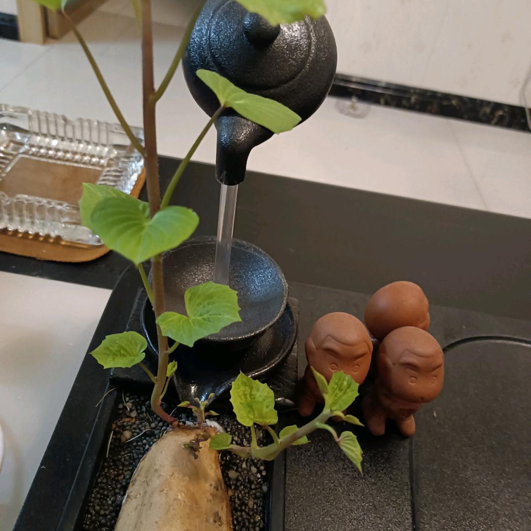 余生不悔