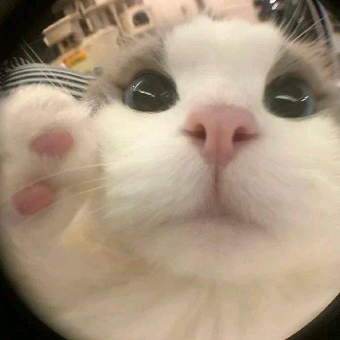 想要变成热带雨林里的猴子