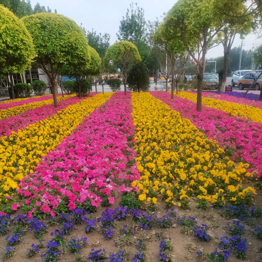 廊坊固安立嘉园林绿化