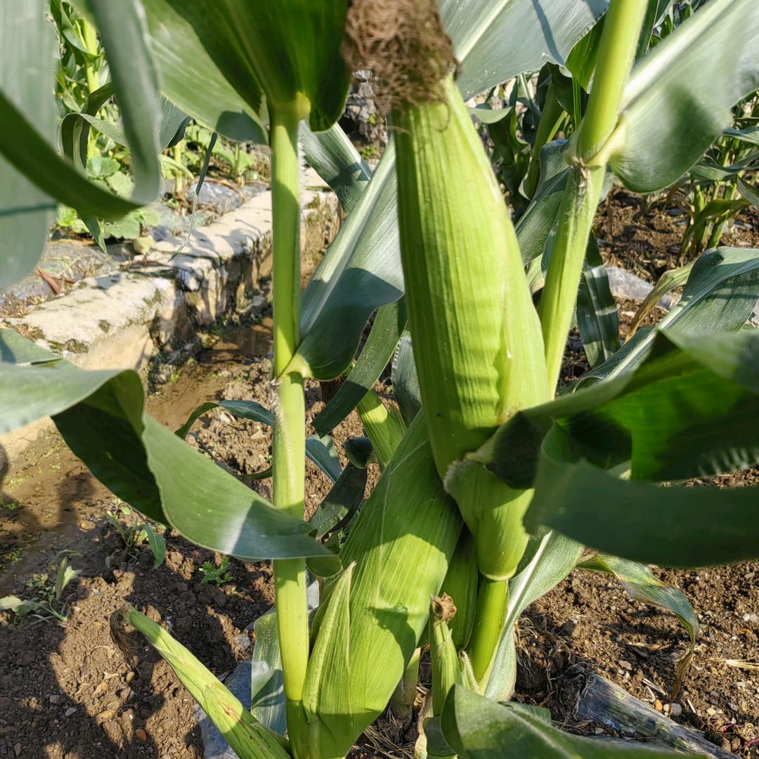 盘州市靖晟农资经营部