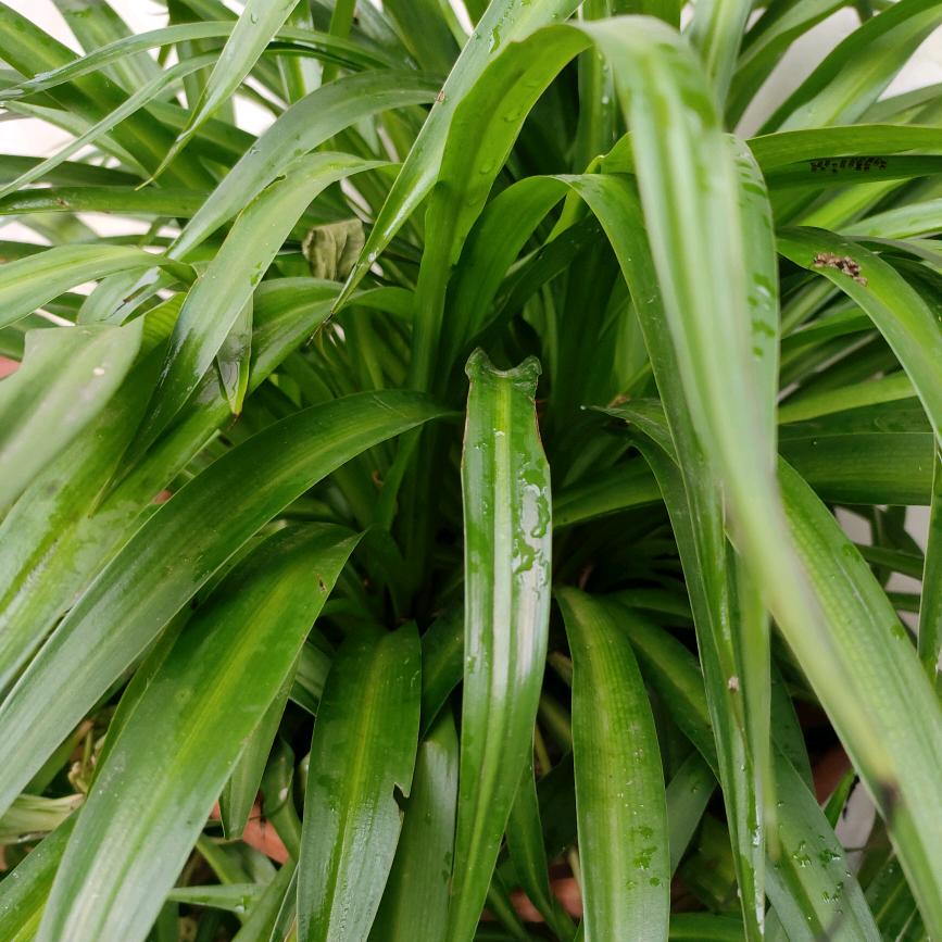 兰花草