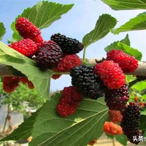 随缘人