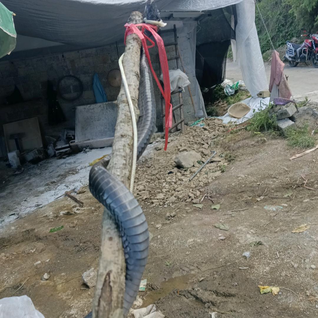 我的快乐就是想你