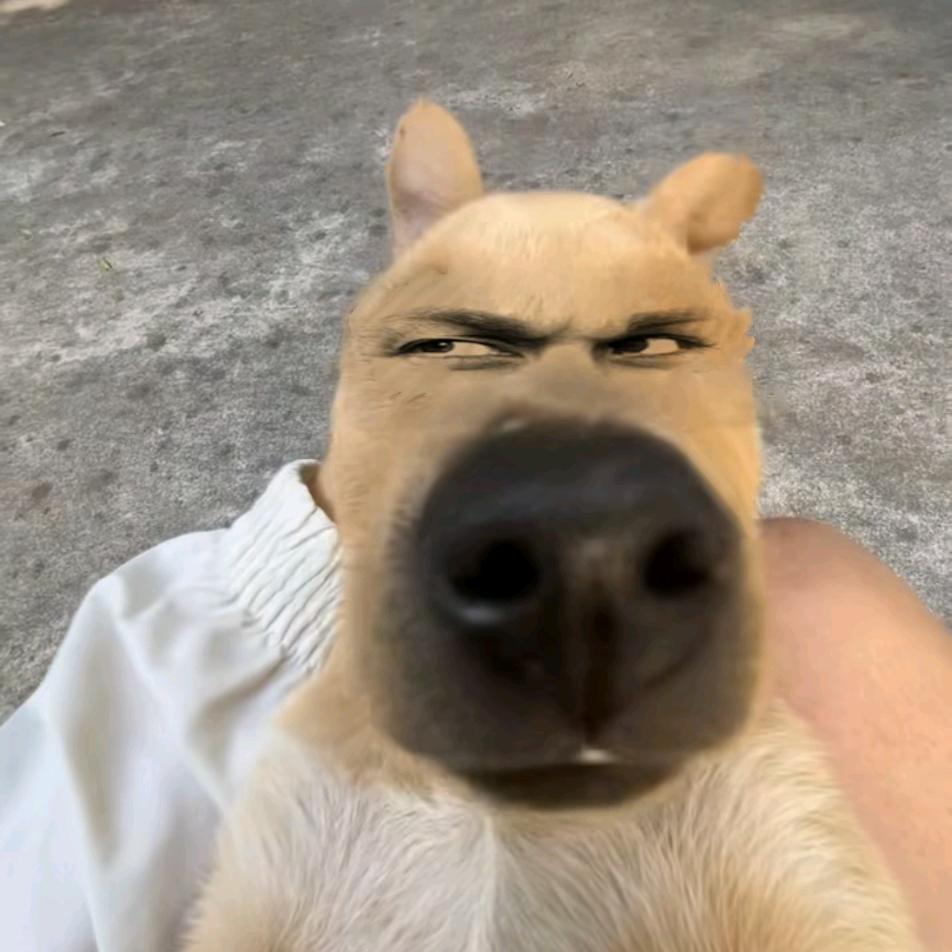 龙图大帝🐉