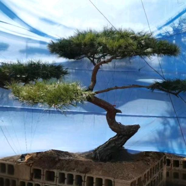 山东造型黑松基地