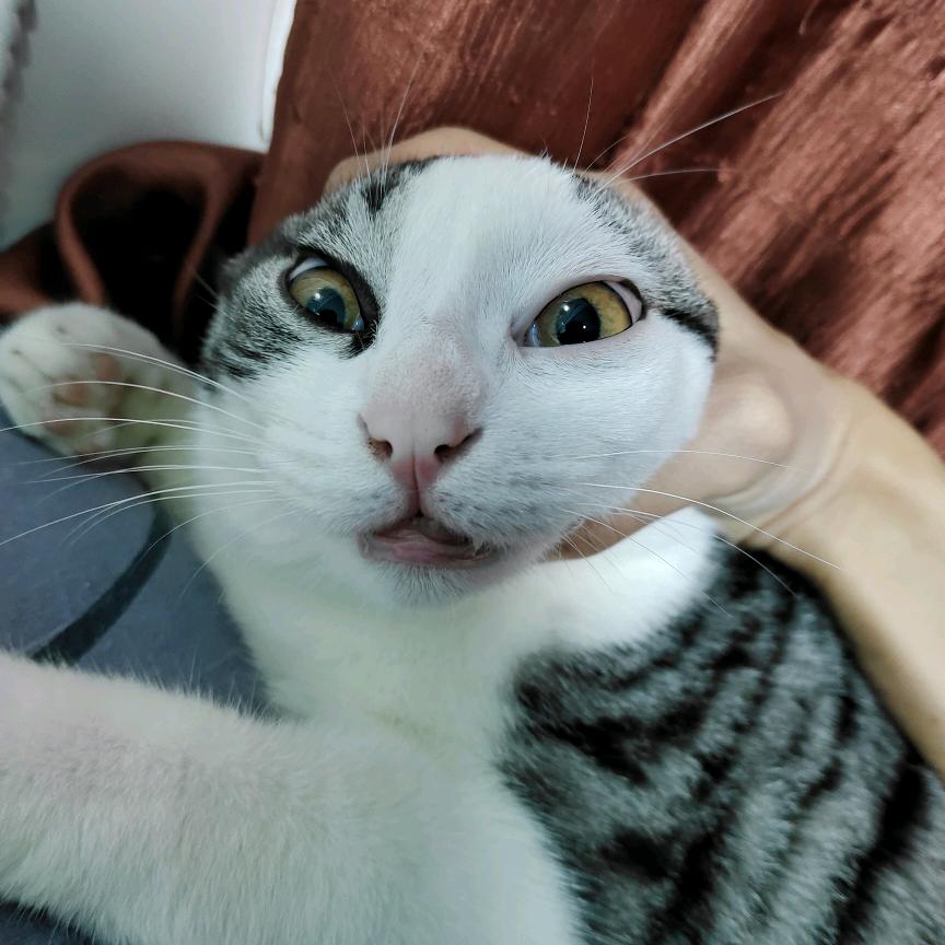 绀香贰叁