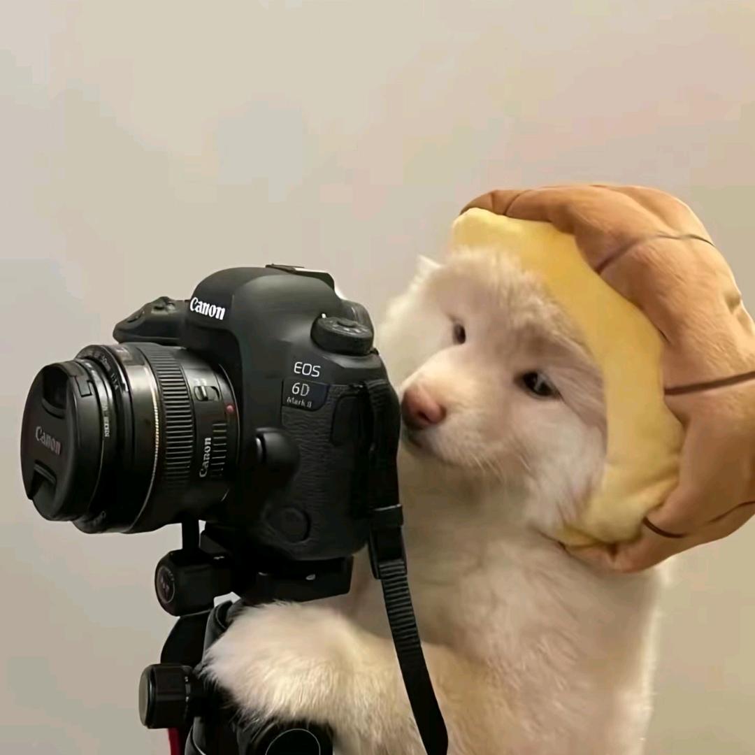 渝y.