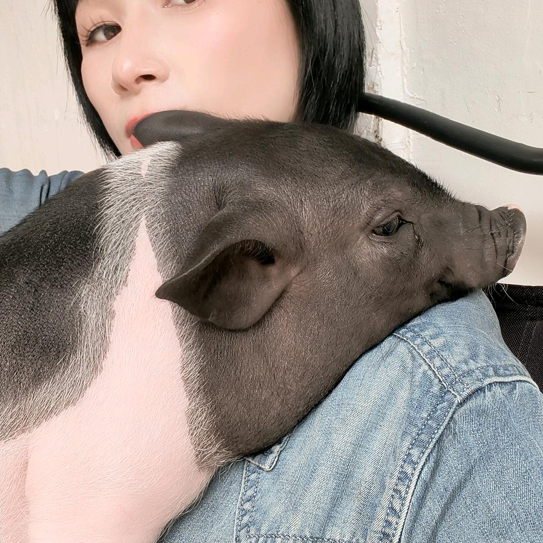 包子日常
