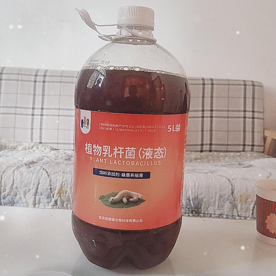 安徽岳西植物乳杆菌养蚕