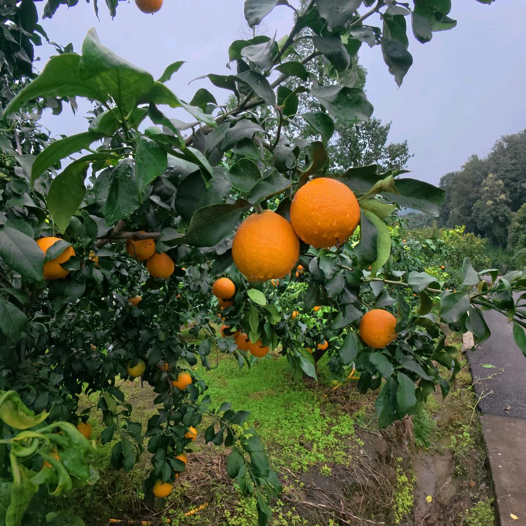 爱媛果冻橙～好鲜生