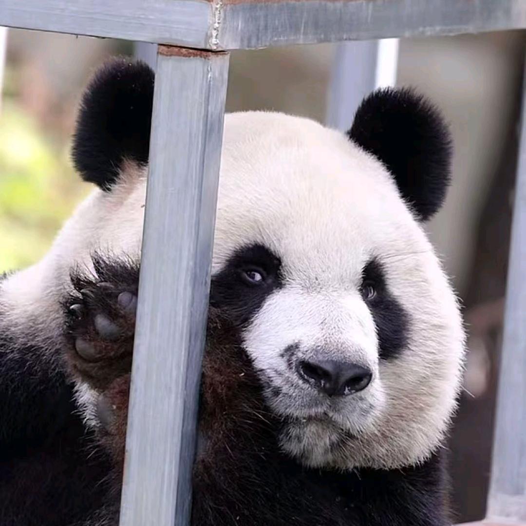 胖朵朵爱熊猫🐼朵猫猫