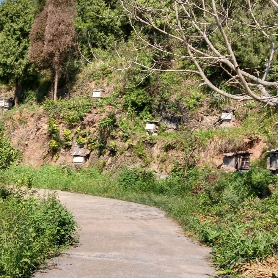 农村土特产茅坝立岩红岩沟纯天然野花蜂蜜
