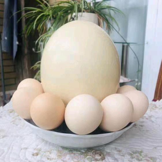 星选鸵鸟食品店