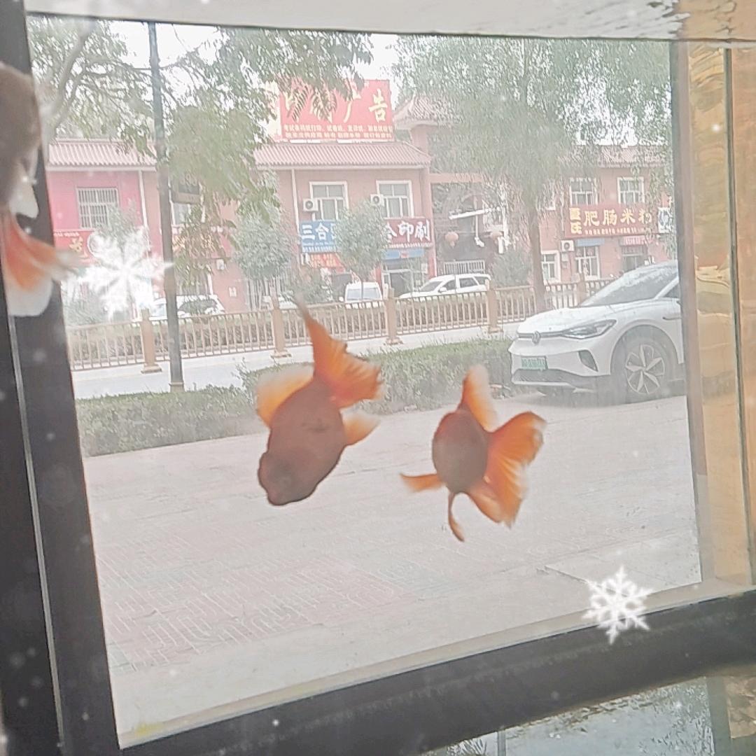 霸气的🦅鹰🦅