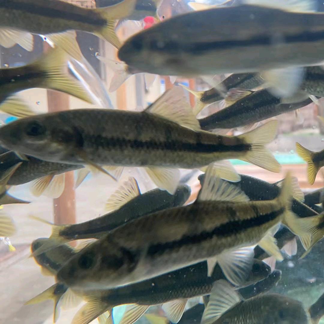 黄山溪水石斑鱼