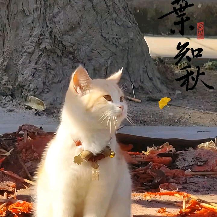 浅吟风.