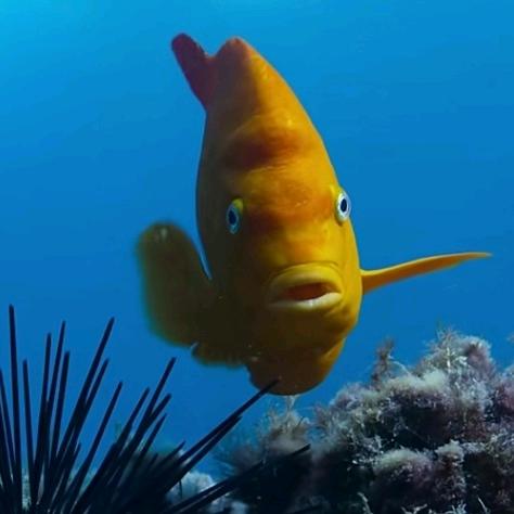 想吃旺旺酥脆雪饼
