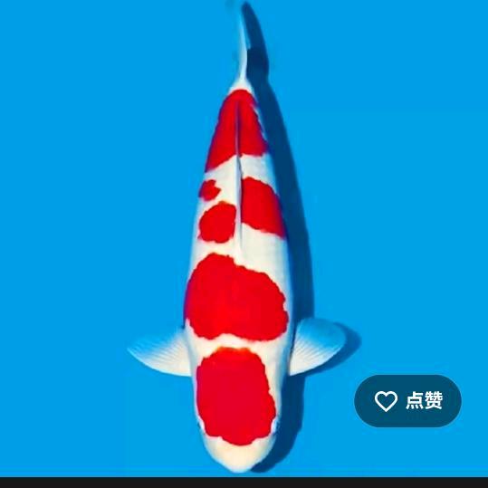 鱼你有缘