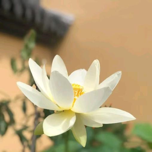 吉祥安康