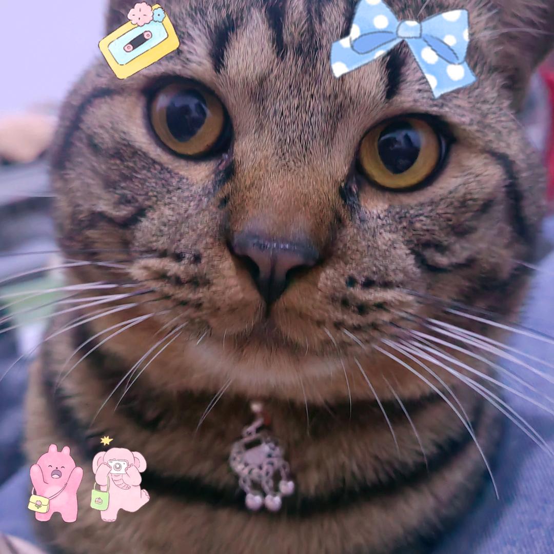 煤炭这个猪咪