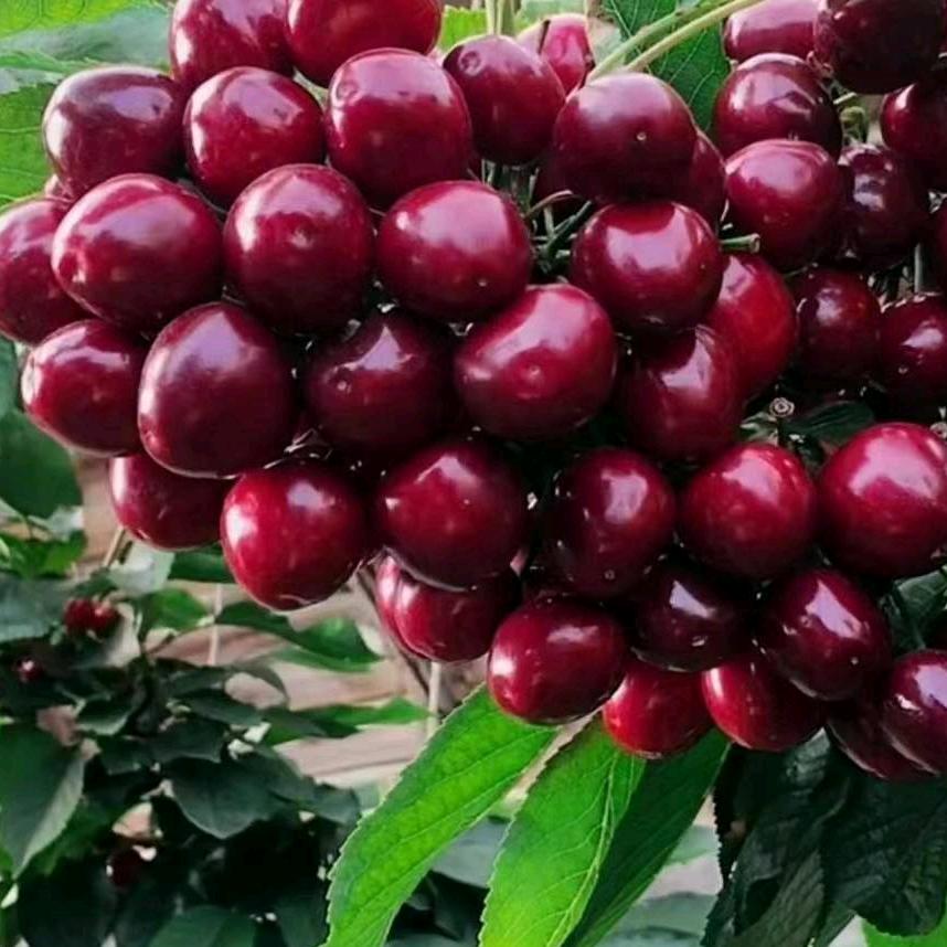 老杨家临朐大樱桃
