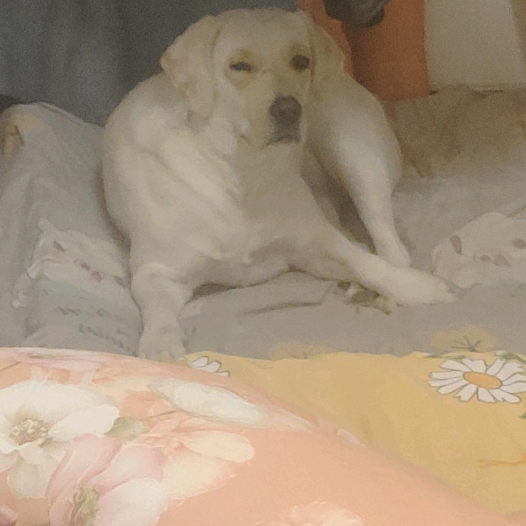 一份等106.5w点赞