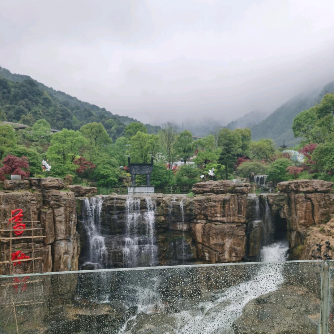 等月季开