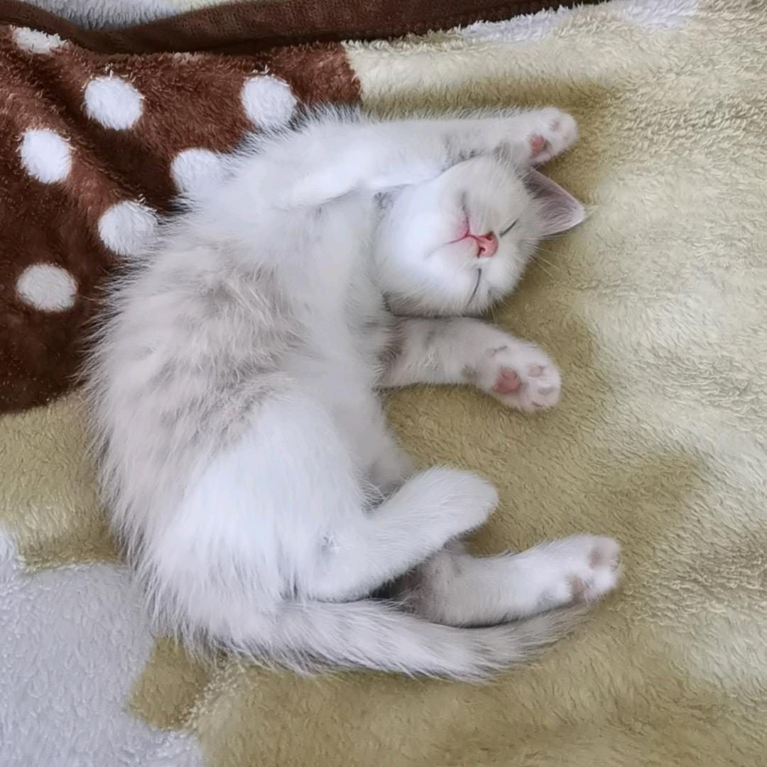 葳禹
