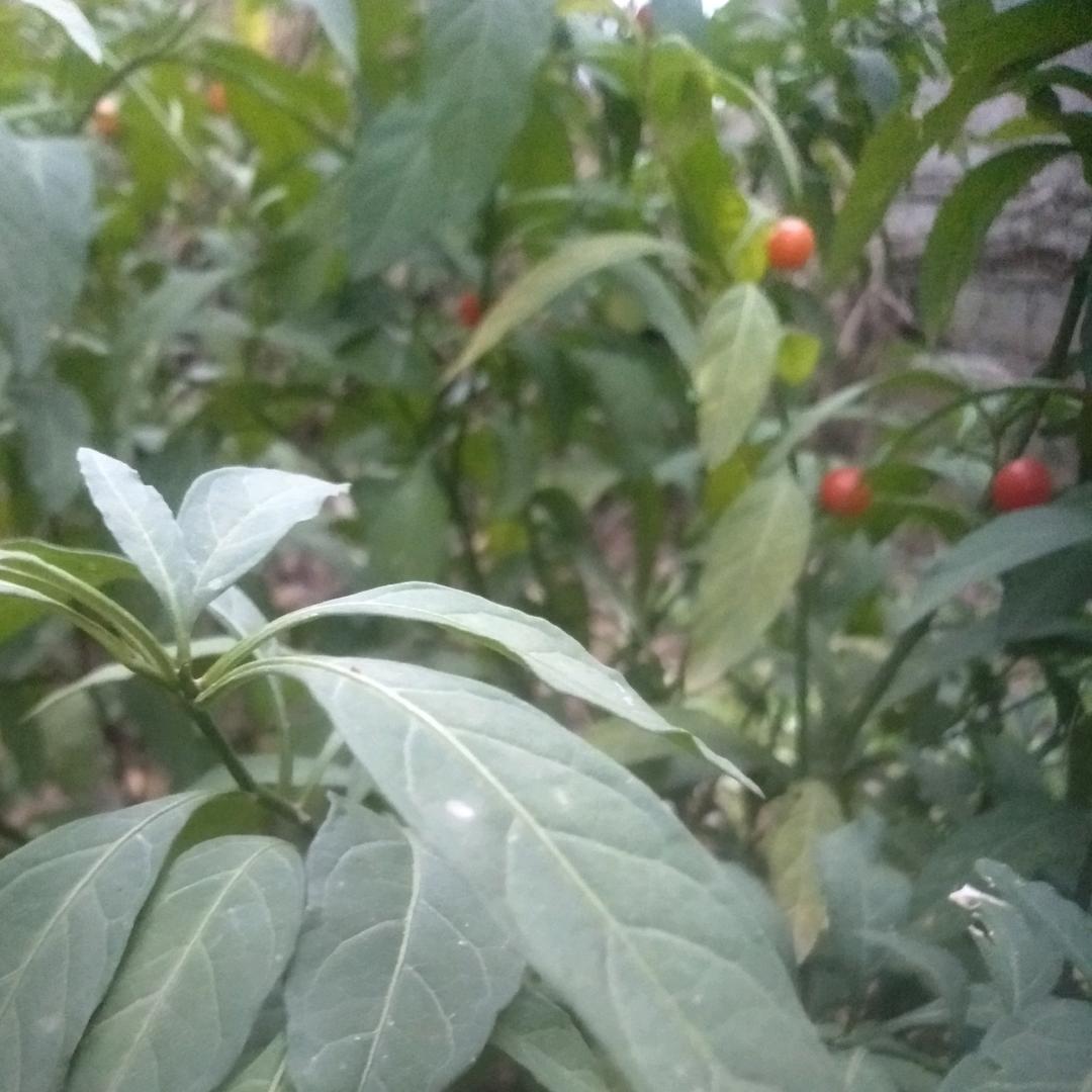 🍃沧🍂桑🍃大🍂婶🍃