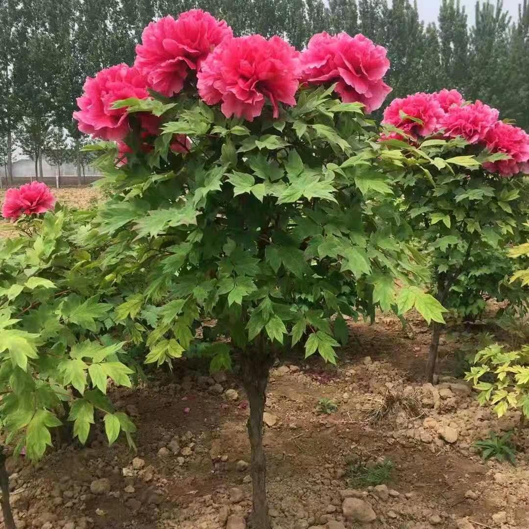 菏泽花侍牡丹芍药