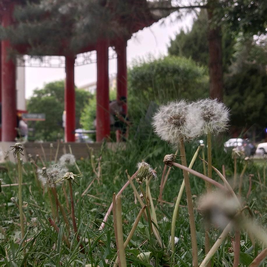 有风无风皆自由