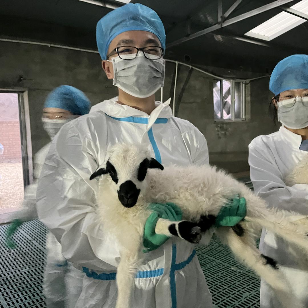 吃泡面的放羊龙