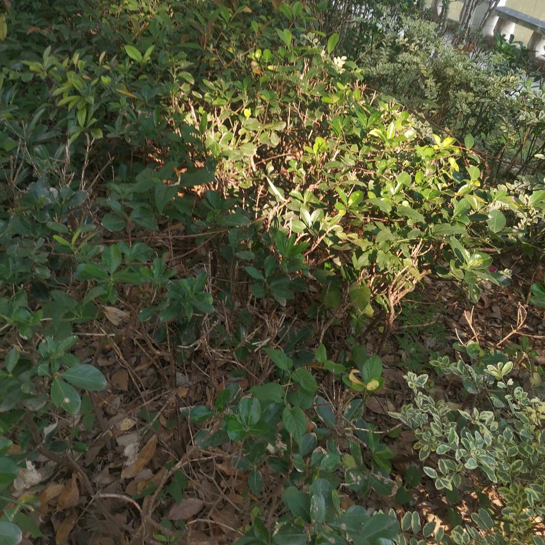 心平