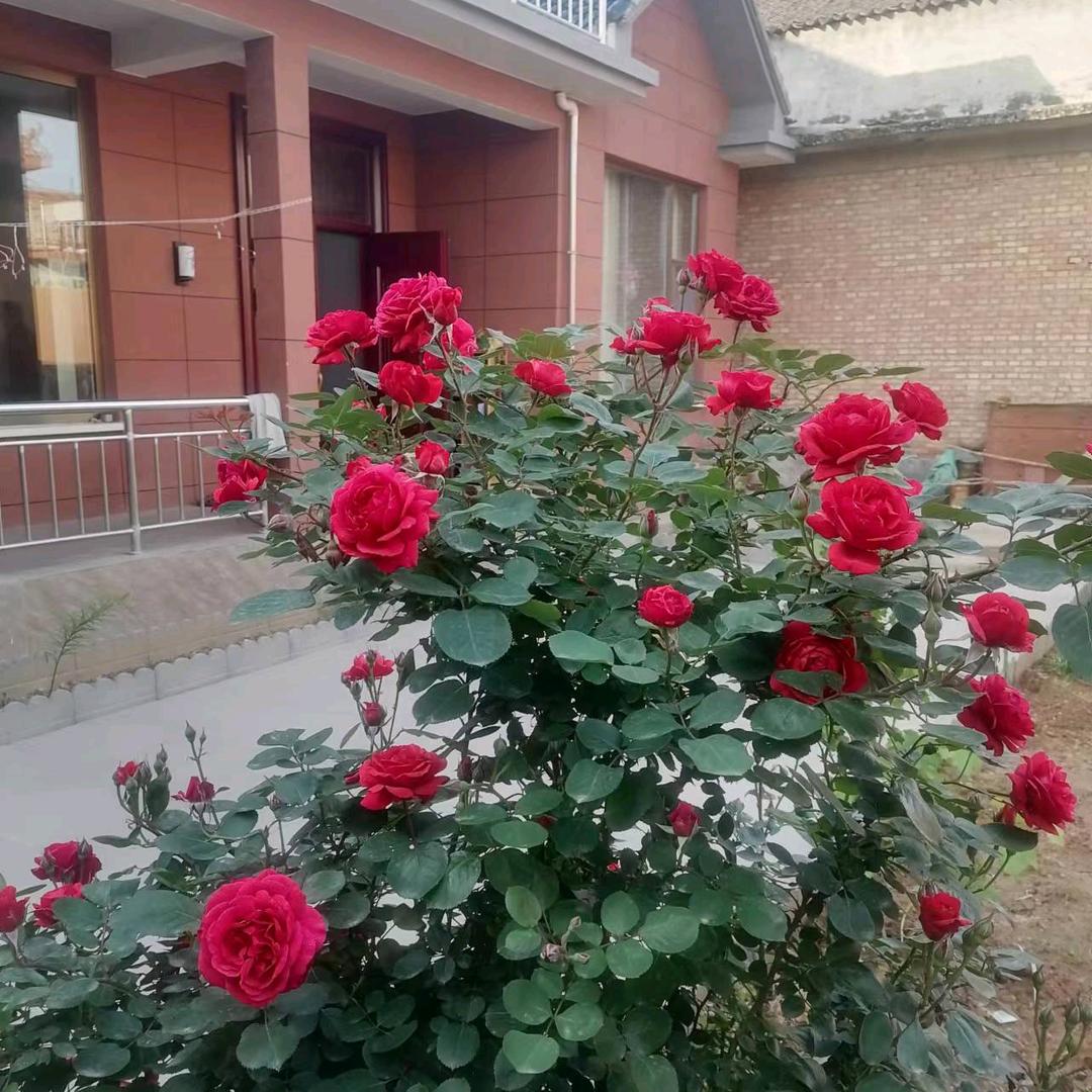 卫哥一晚上8:30分开播