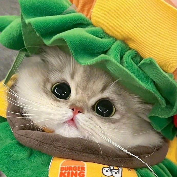 爱吃五花肉的胖大海