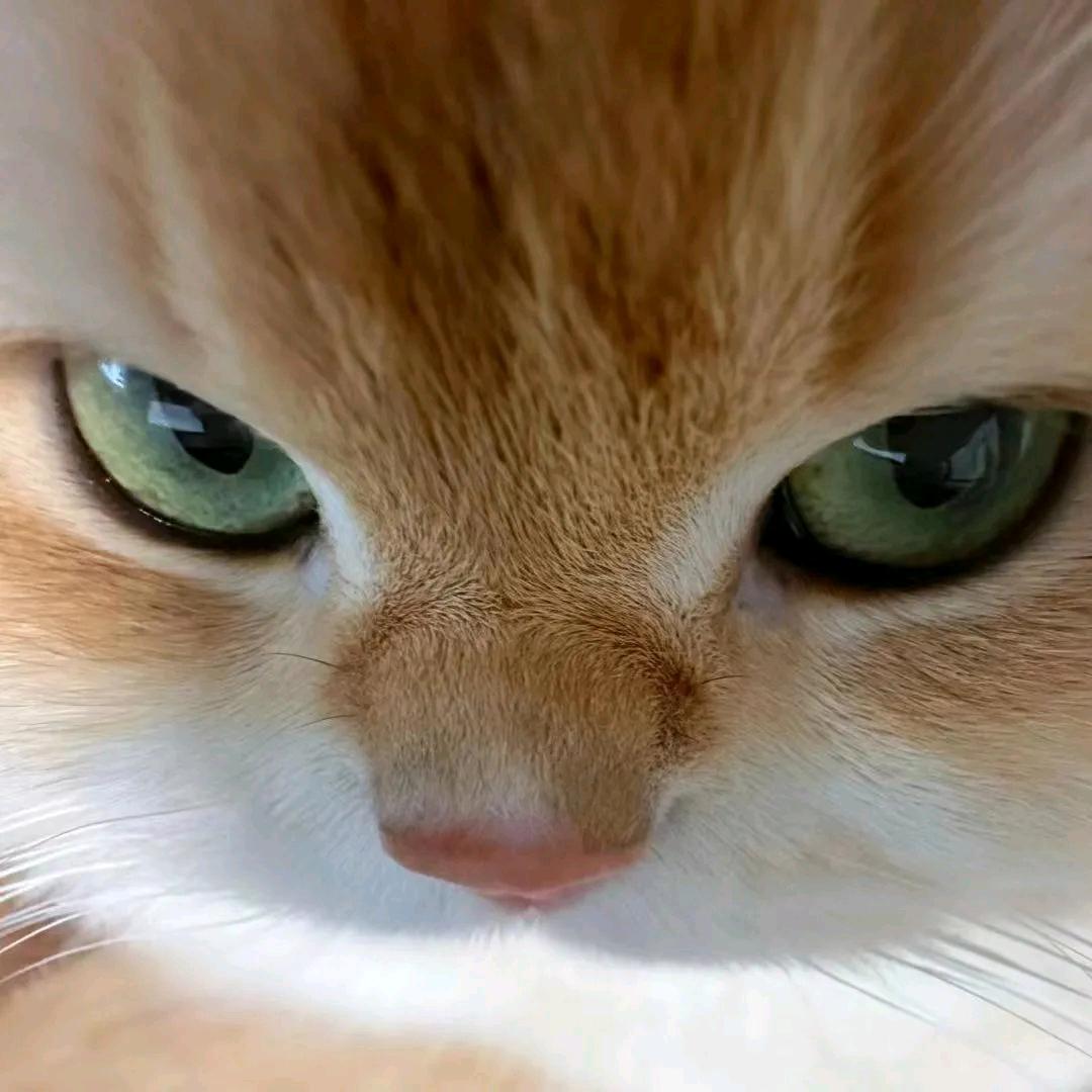 远妄