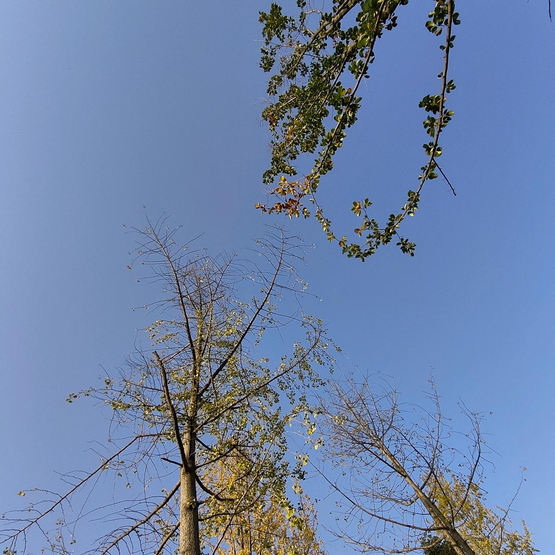 鱼