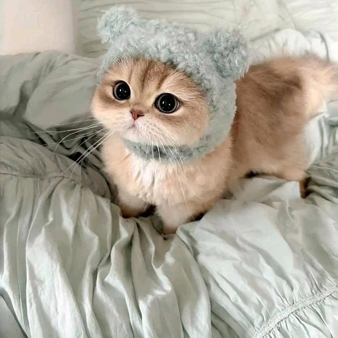 🐾