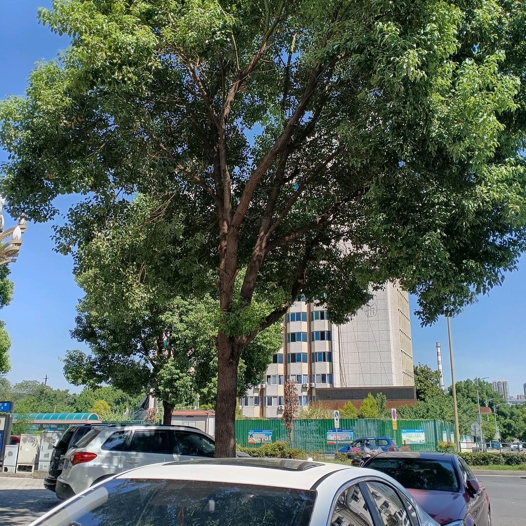 小平果