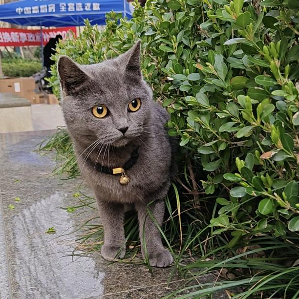 招财是只猫