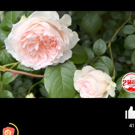 任狂