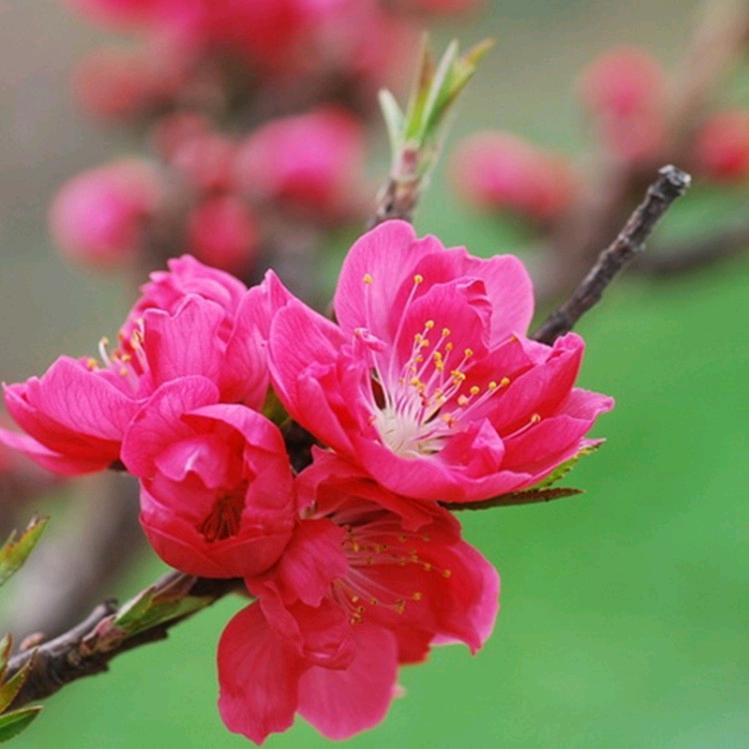 桃花🍀依旧🌸