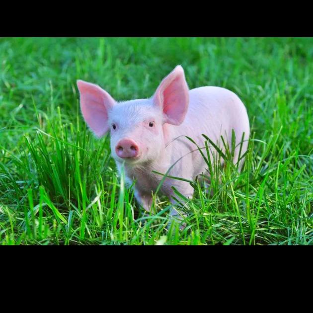 🐖猪🐖猪🐖