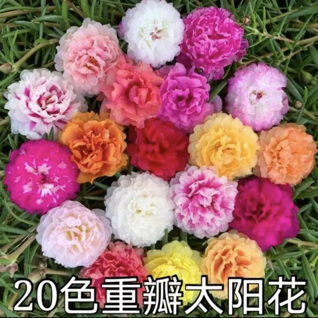思博园艺66