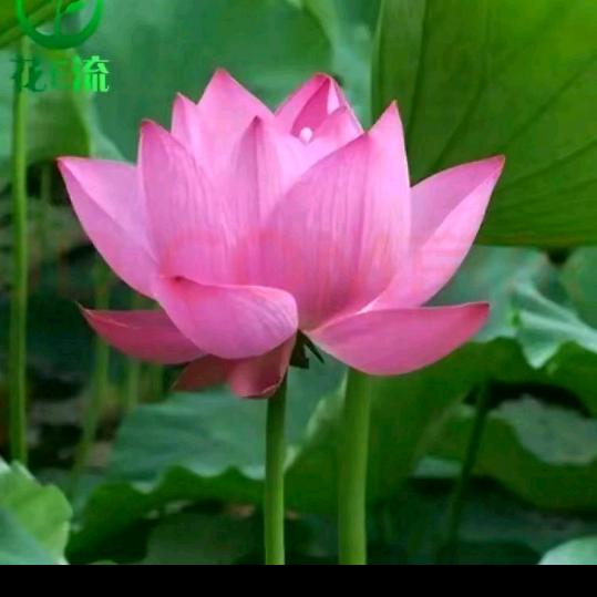 🍎💞燕子💞🍎