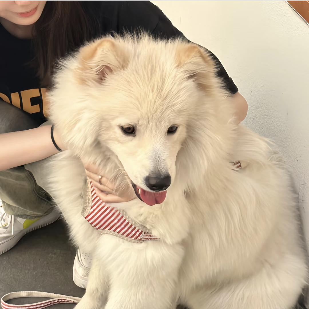 椰子寿司