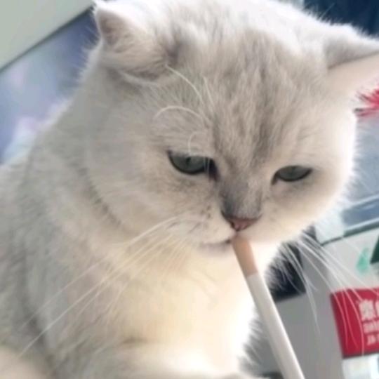 不吃🥔(打工版)